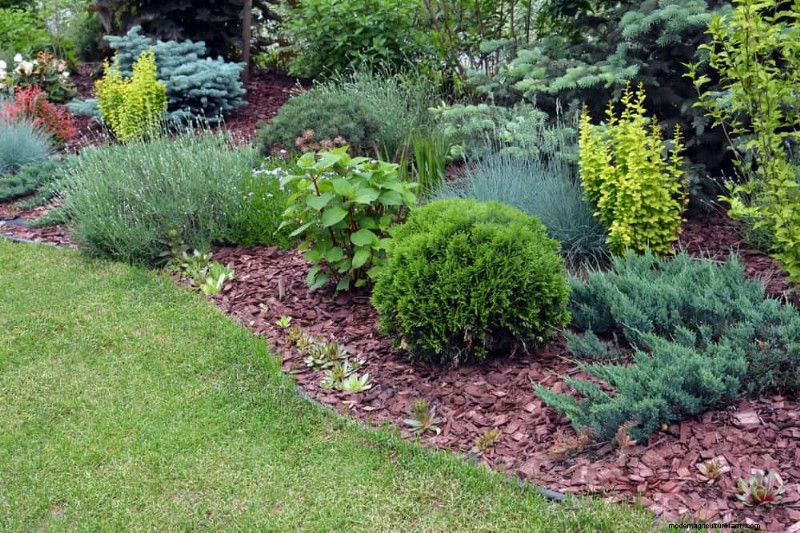 28 Low‑Maintenance Plants for a Beautiful, Hassle‑Free Garden