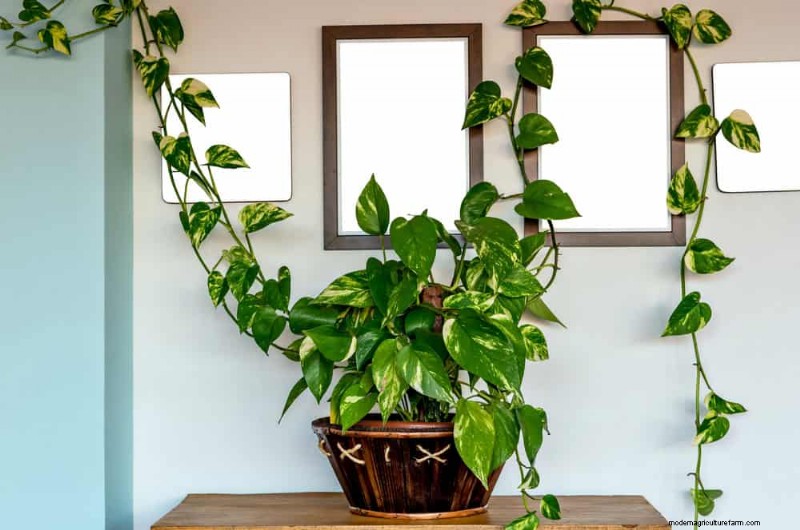 Turn a Leggy Pothos Into a Lush, Stunning Truss of Green