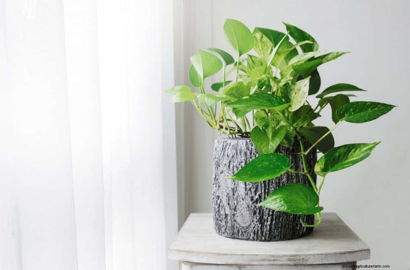 Turn a Leggy Pothos Into a Lush, Stunning Truss of Green
