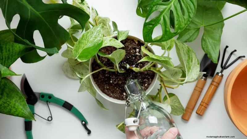 Turn a Leggy Pothos Into a Lush, Stunning Truss of Green