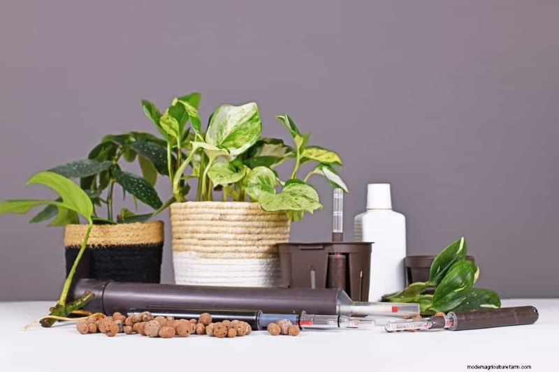 Turn a Leggy Pothos Into a Lush, Stunning Truss of Green