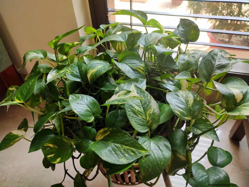 Turn a Leggy Pothos Into a Lush, Stunning Truss of Green