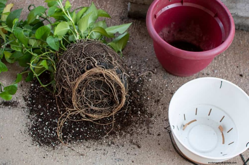 Turn a Leggy Pothos Into a Lush, Stunning Truss of Green