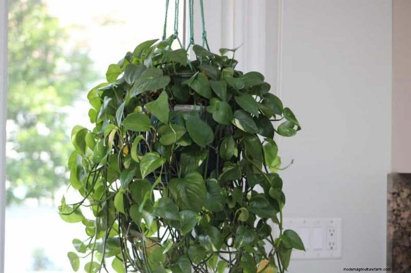 Turn a Leggy Pothos Into a Lush, Stunning Truss of Green
