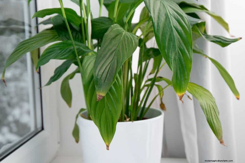 How to Rescue Your Peace Lily From Overwatering