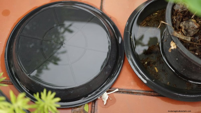 How to Rescue Your Peace Lily From Overwatering