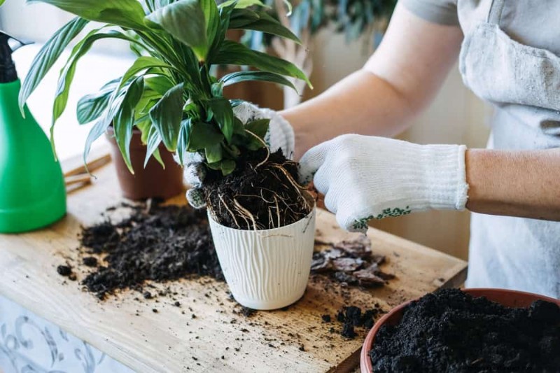 How to Rescue Your Peace Lily From Overwatering