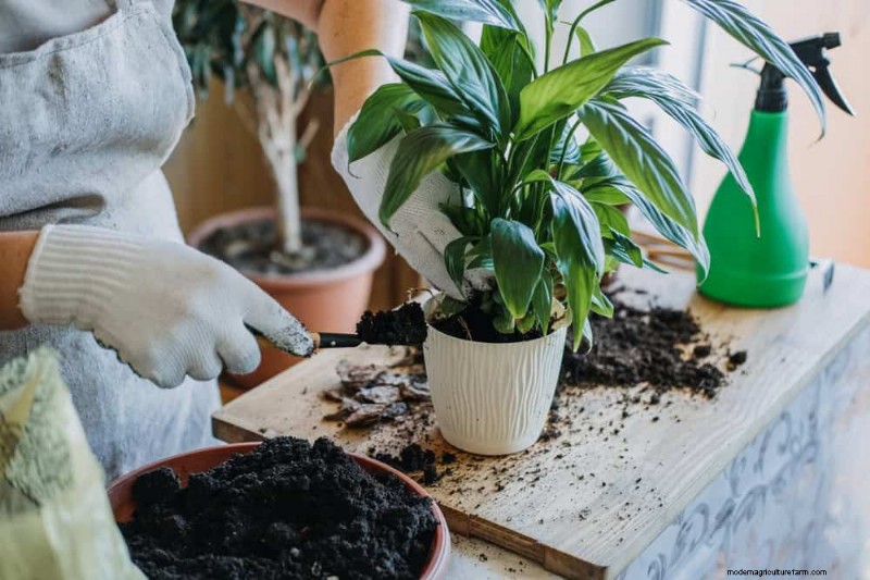 How to Rescue Your Peace Lily From Overwatering