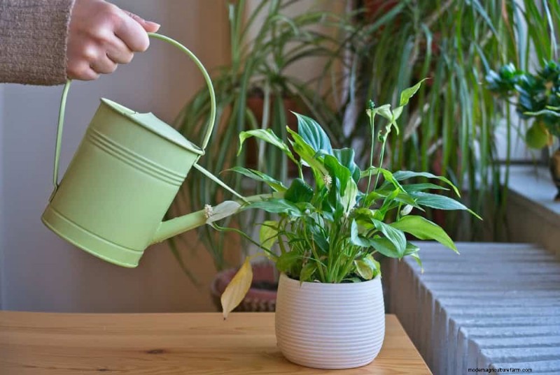 How to Rescue Your Peace Lily From Overwatering