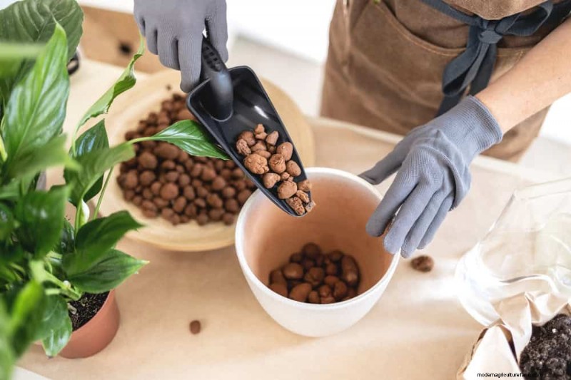 How to Rescue Your Peace Lily From Overwatering