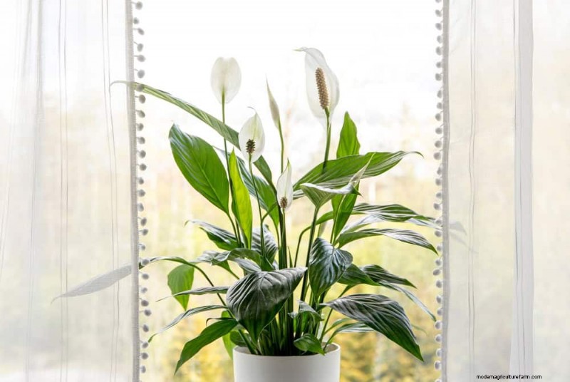 How to Rescue Your Peace Lily From Overwatering