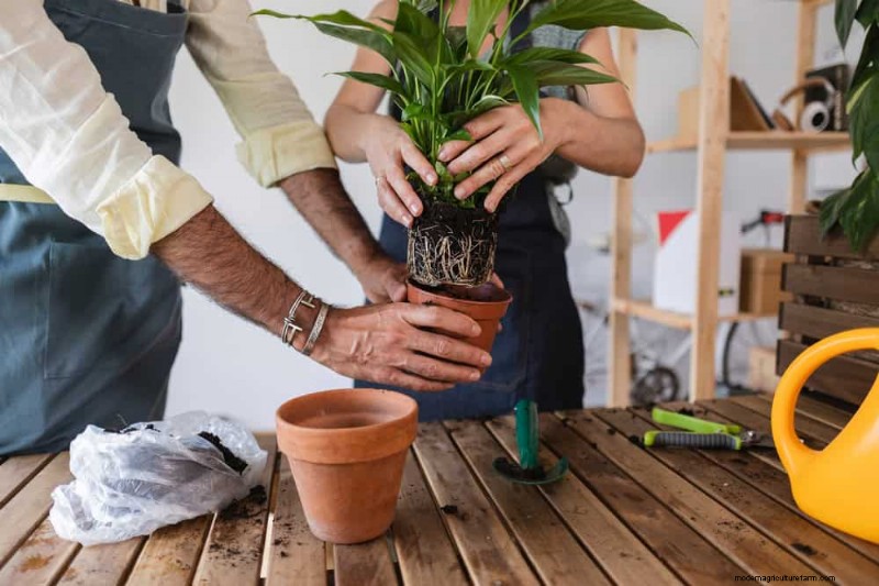 How to Rescue Your Peace Lily From Overwatering
