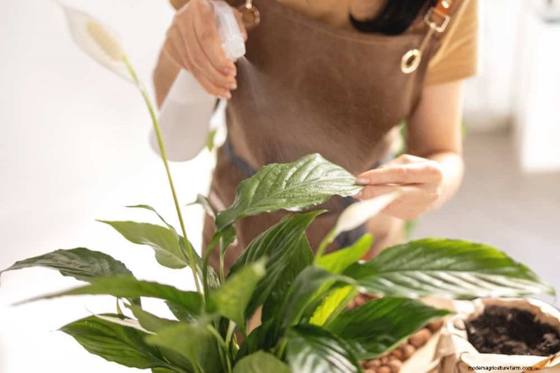 How to Rescue Your Peace Lily From Overwatering