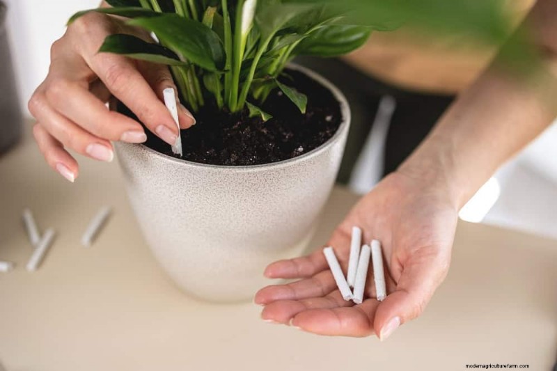 How to Rescue Your Peace Lily From Overwatering