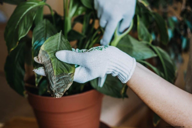 How to Rescue Your Peace Lily From Overwatering