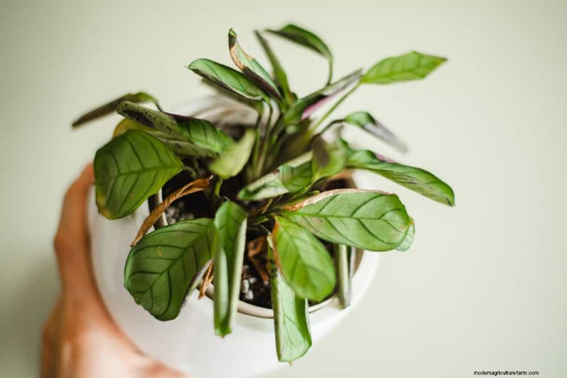 How to Revive Wilting Prayer Plant Leaves: 12 Proven Care Tips