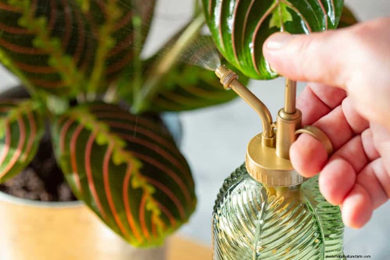 How to Revive Wilting Prayer Plant Leaves: 12 Proven Care Tips