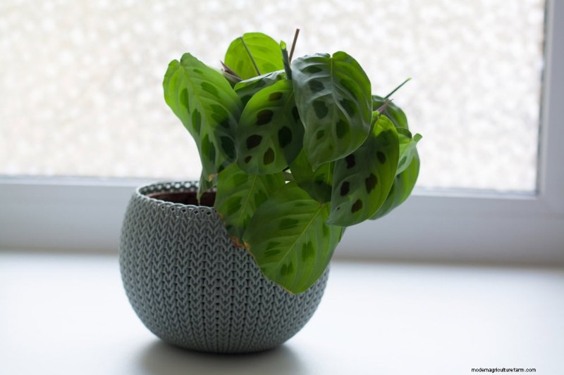 How to Revive Wilting Prayer Plant Leaves: 12 Proven Care Tips