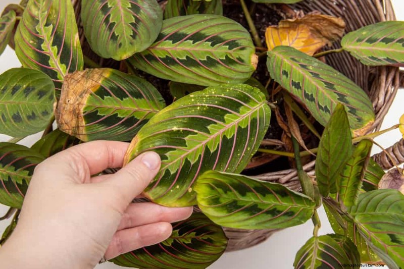 How to Revive Wilting Prayer Plant Leaves: 12 Proven Care Tips