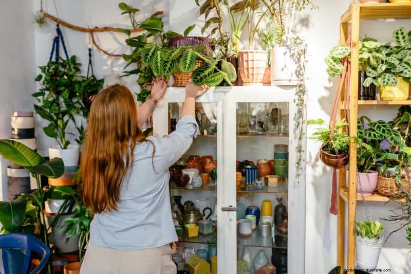 How to Revive Wilting Prayer Plant Leaves: 12 Proven Care Tips