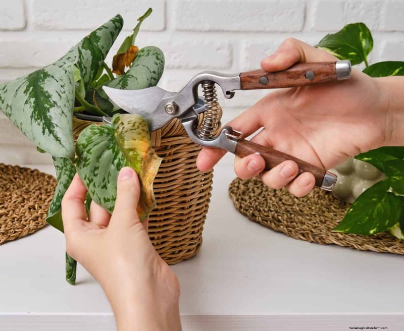 How to Revive Wilting Prayer Plant Leaves: 12 Proven Care Tips