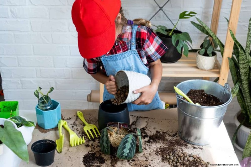 How to Revive Wilting Prayer Plant Leaves: 12 Proven Care Tips