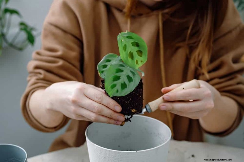How to Revive Wilting Prayer Plant Leaves: 12 Proven Care Tips