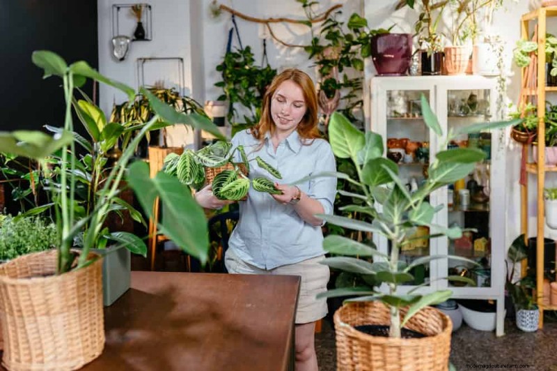 How to Revive Wilting Prayer Plant Leaves: 12 Proven Care Tips