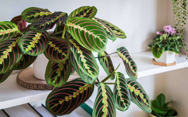 How to Revive Wilting Prayer Plant Leaves: 12 Proven Care Tips