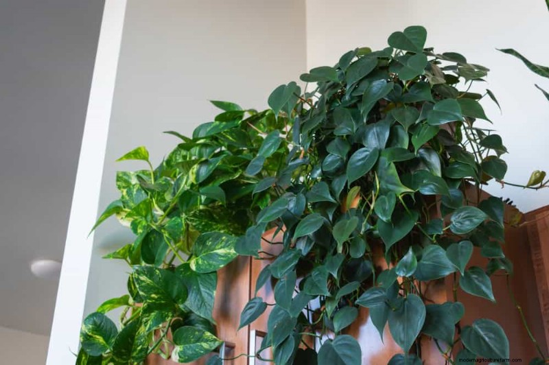 12 Proven Ways to Keep Your Trailing Houseplants Full, Bushy, and Leggy‑Free