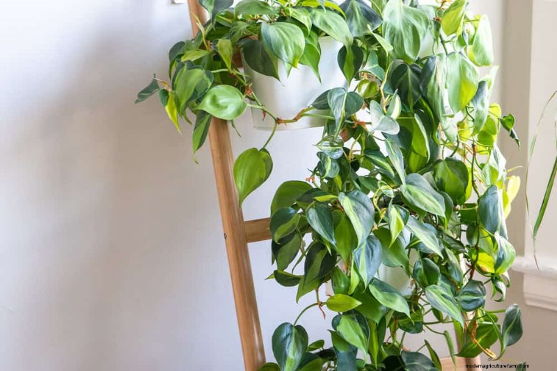12 Proven Ways to Keep Your Trailing Houseplants Full, Bushy, and Leggy‑Free