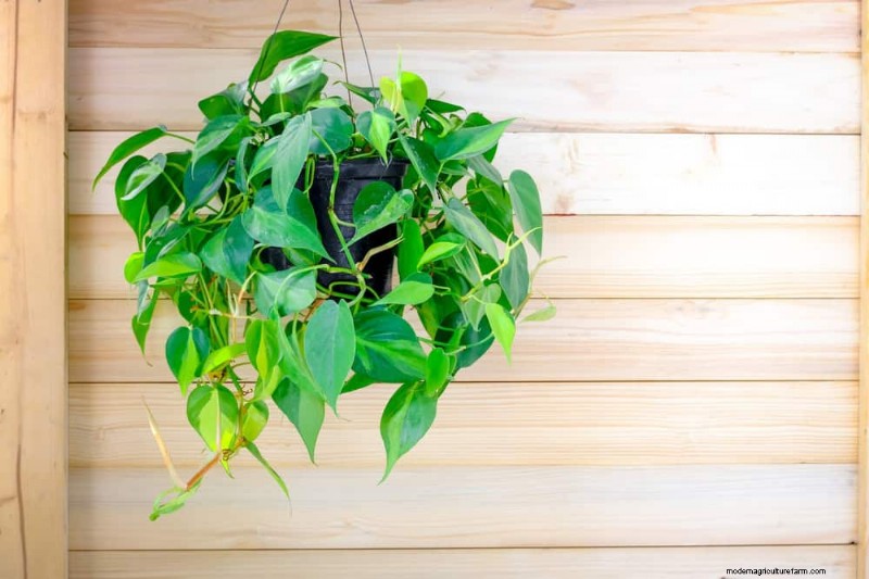 12 Proven Ways to Keep Your Trailing Houseplants Full, Bushy, and Leggy‑Free