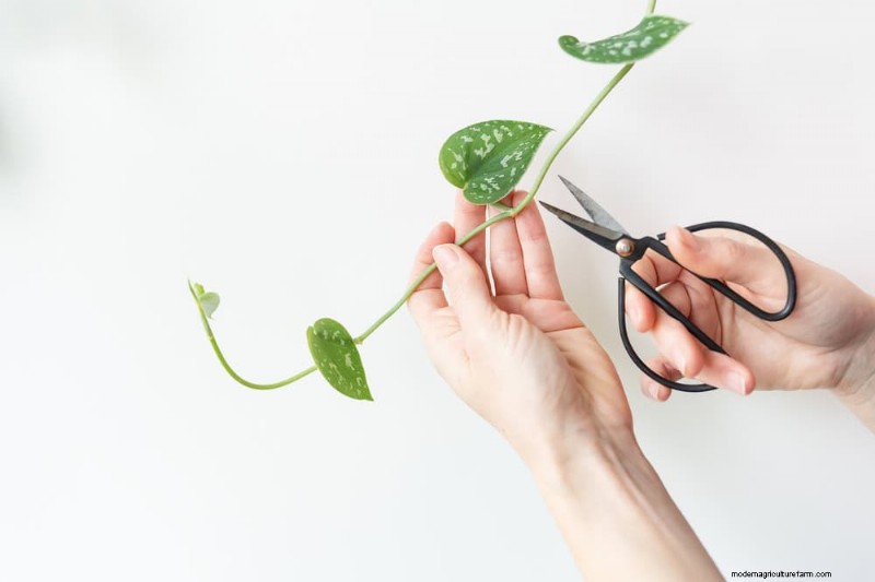 12 Proven Ways to Keep Your Trailing Houseplants Full, Bushy, and Leggy‑Free