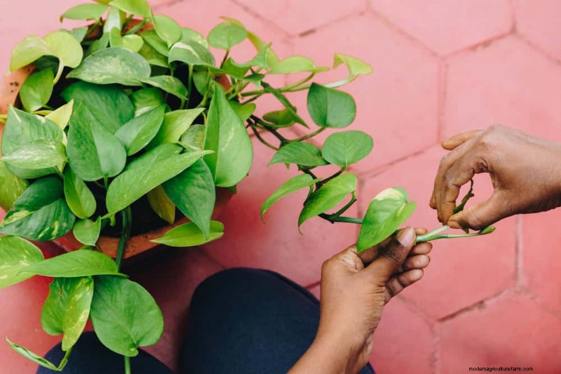 12 Proven Ways to Keep Your Trailing Houseplants Full, Bushy, and Leggy‑Free