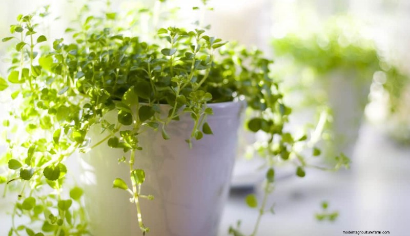 12 Proven Ways to Keep Your Trailing Houseplants Full, Bushy, and Leggy‑Free