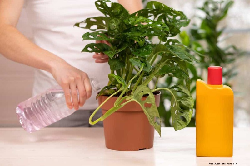 12 Proven Ways to Keep Your Trailing Houseplants Full, Bushy, and Leggy‑Free