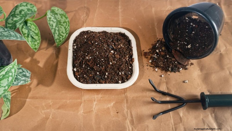 12 Proven Ways to Keep Your Trailing Houseplants Full, Bushy, and Leggy‑Free