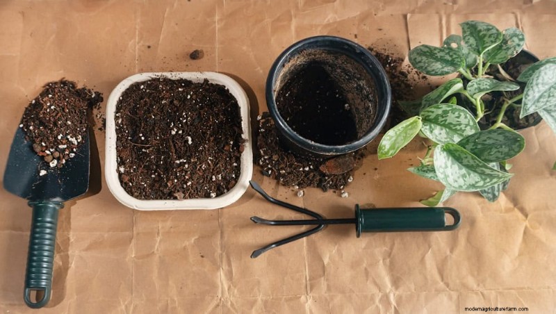 12 Proven Ways to Keep Your Trailing Houseplants Full, Bushy, and Leggy‑Free