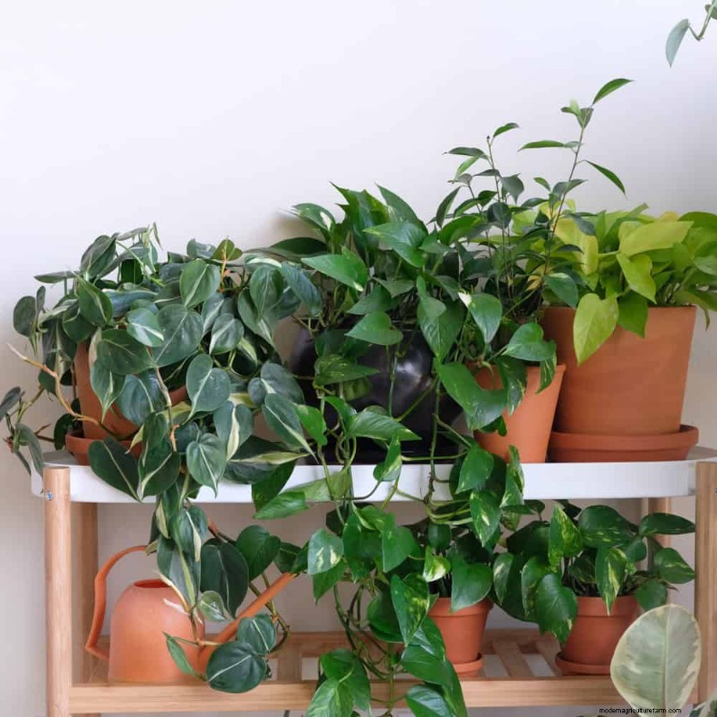 12 Proven Ways to Keep Your Trailing Houseplants Full, Bushy, and Leggy‑Free