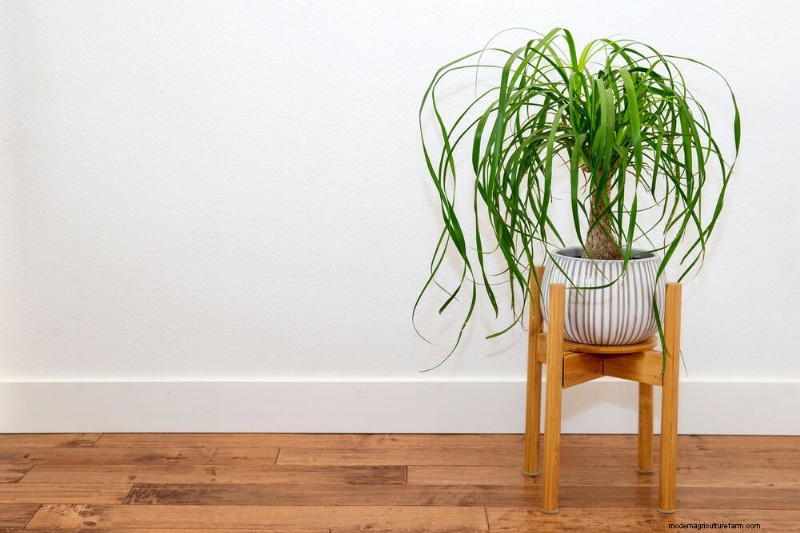 11 Proven Strategies to Keep Indoor Palms Lush and Healthy Year‑Round