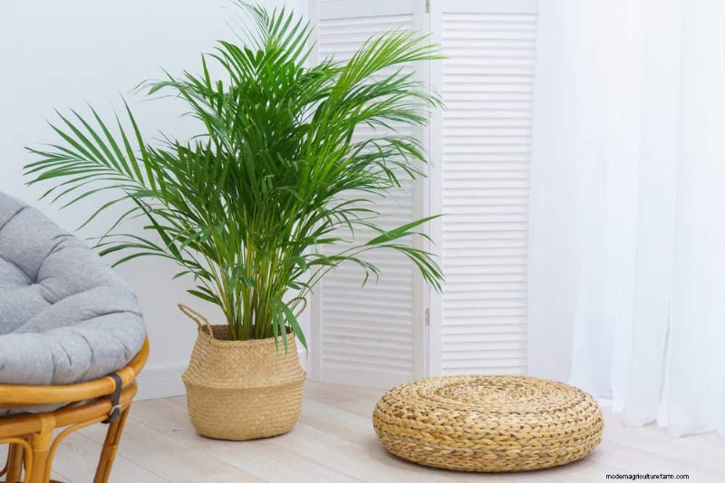 11 Proven Strategies to Keep Indoor Palms Lush and Healthy Year‑Round