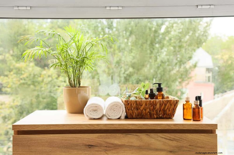 11 Proven Strategies to Keep Indoor Palms Lush and Healthy Year‑Round