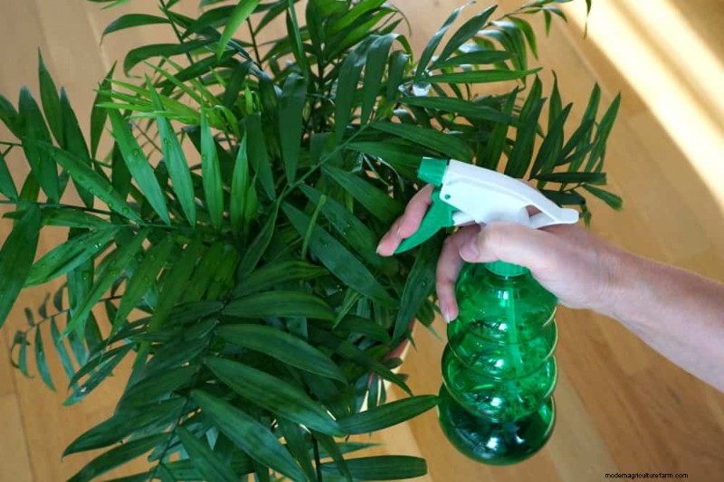 11 Proven Strategies to Keep Indoor Palms Lush and Healthy Year‑Round