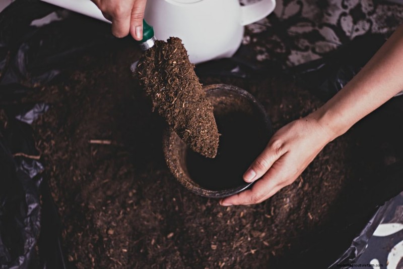 11 Proven Strategies to Keep Indoor Palms Lush and Healthy Year‑Round