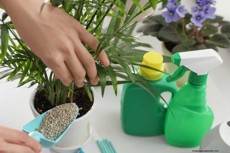 11 Proven Strategies to Keep Indoor Palms Lush and Healthy Year‑Round