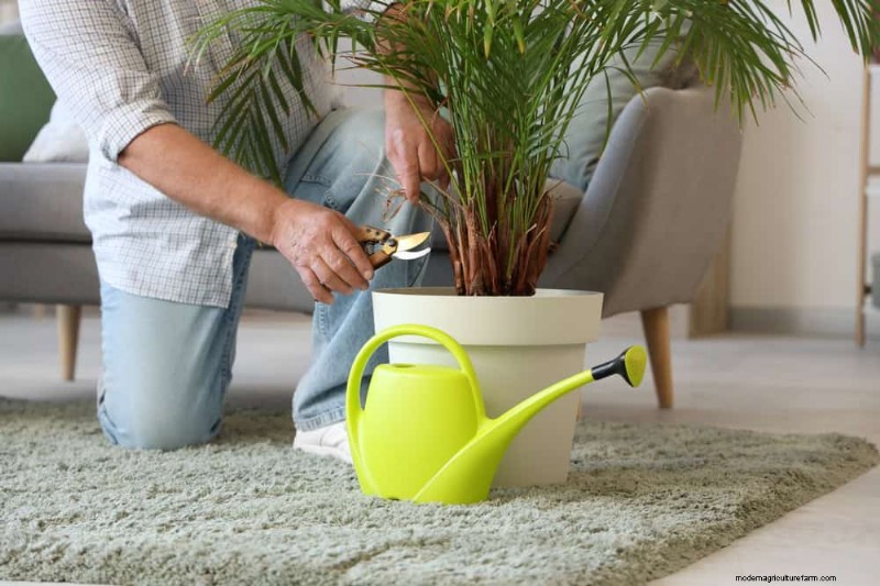 11 Proven Strategies to Keep Indoor Palms Lush and Healthy Year‑Round