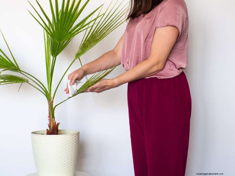 11 Proven Strategies to Keep Indoor Palms Lush and Healthy Year‑Round