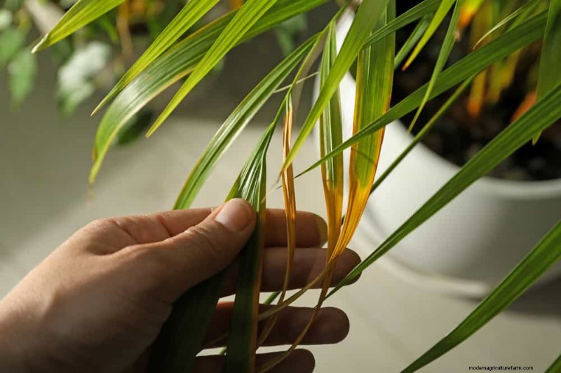 11 Proven Strategies to Keep Indoor Palms Lush and Healthy Year‑Round