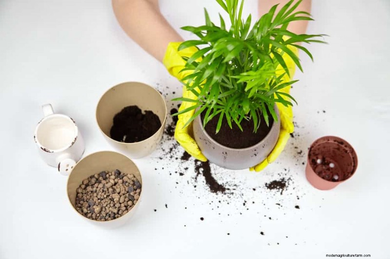 11 Proven Strategies to Keep Indoor Palms Lush and Healthy Year‑Round