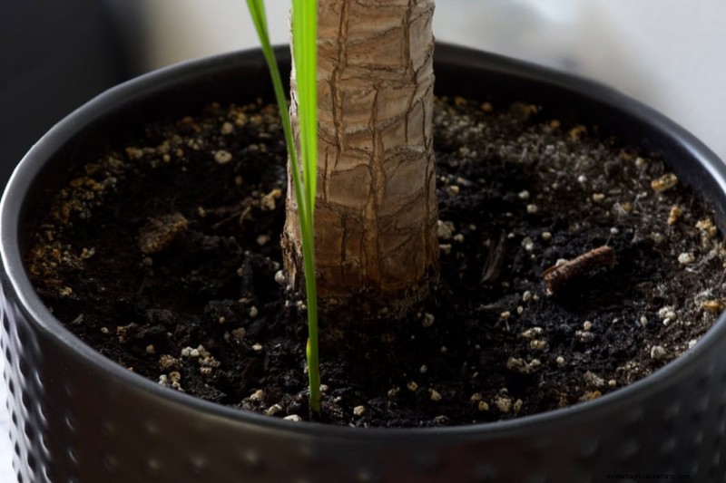 11 Proven Strategies to Keep Indoor Palms Lush and Healthy Year‑Round